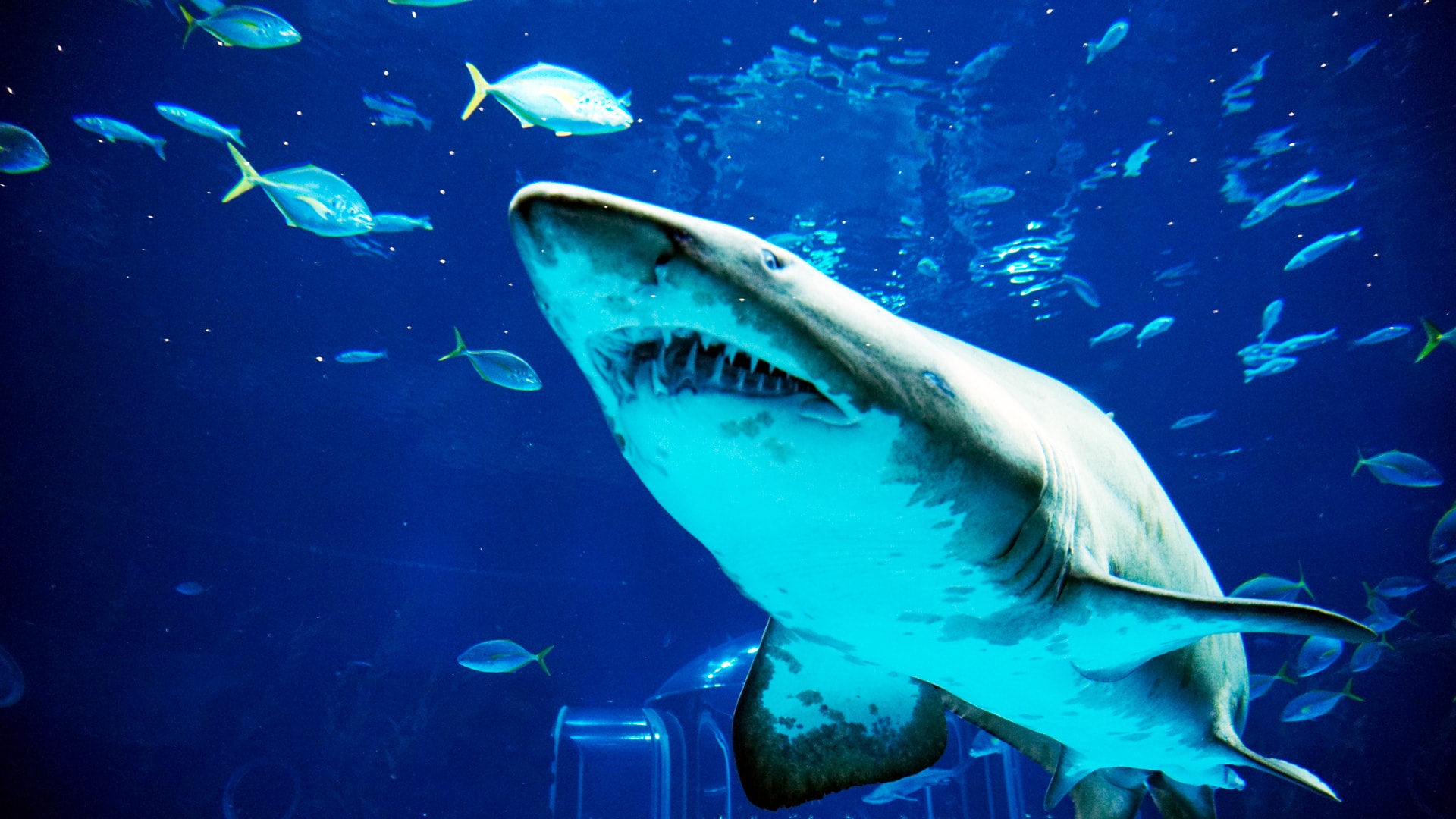 Sharks in Deep Sea Aquarium of Poema del Mar