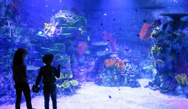 Atlantis Aquarium Xanadu