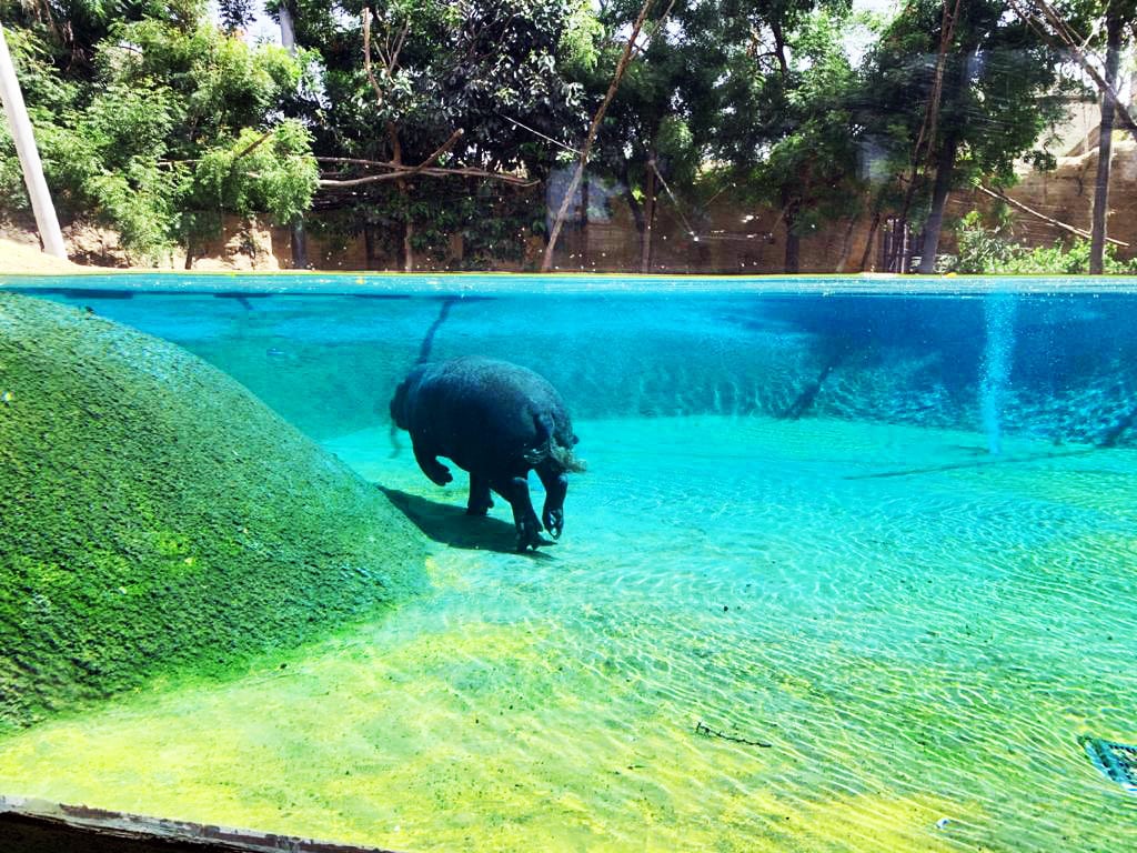 Dubai Safari Park Hippopotamus