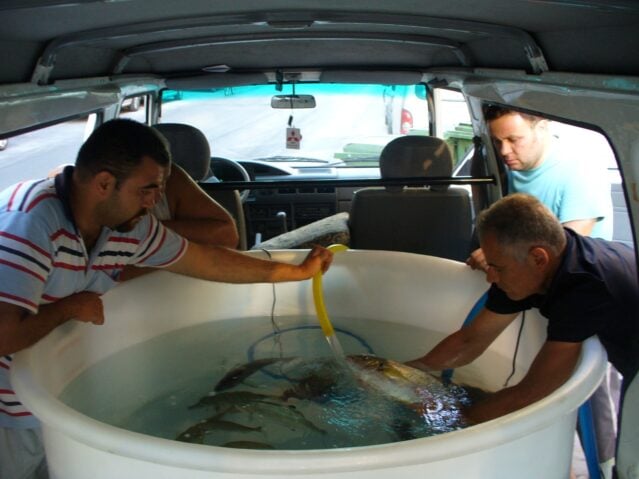 Εngin Ugural performing fish acclimatization during the transportation of the fish from the sea to the TDE facility.