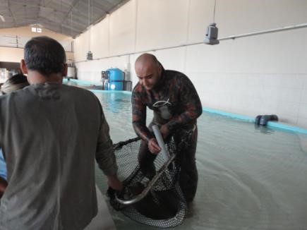 Erdem Akartepe performing an ultrasound scan to a pregnant sea ray