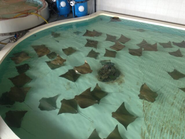A school of sea rays at one of the holding tanks of TDE