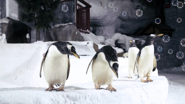 Ski Dubai Penguins