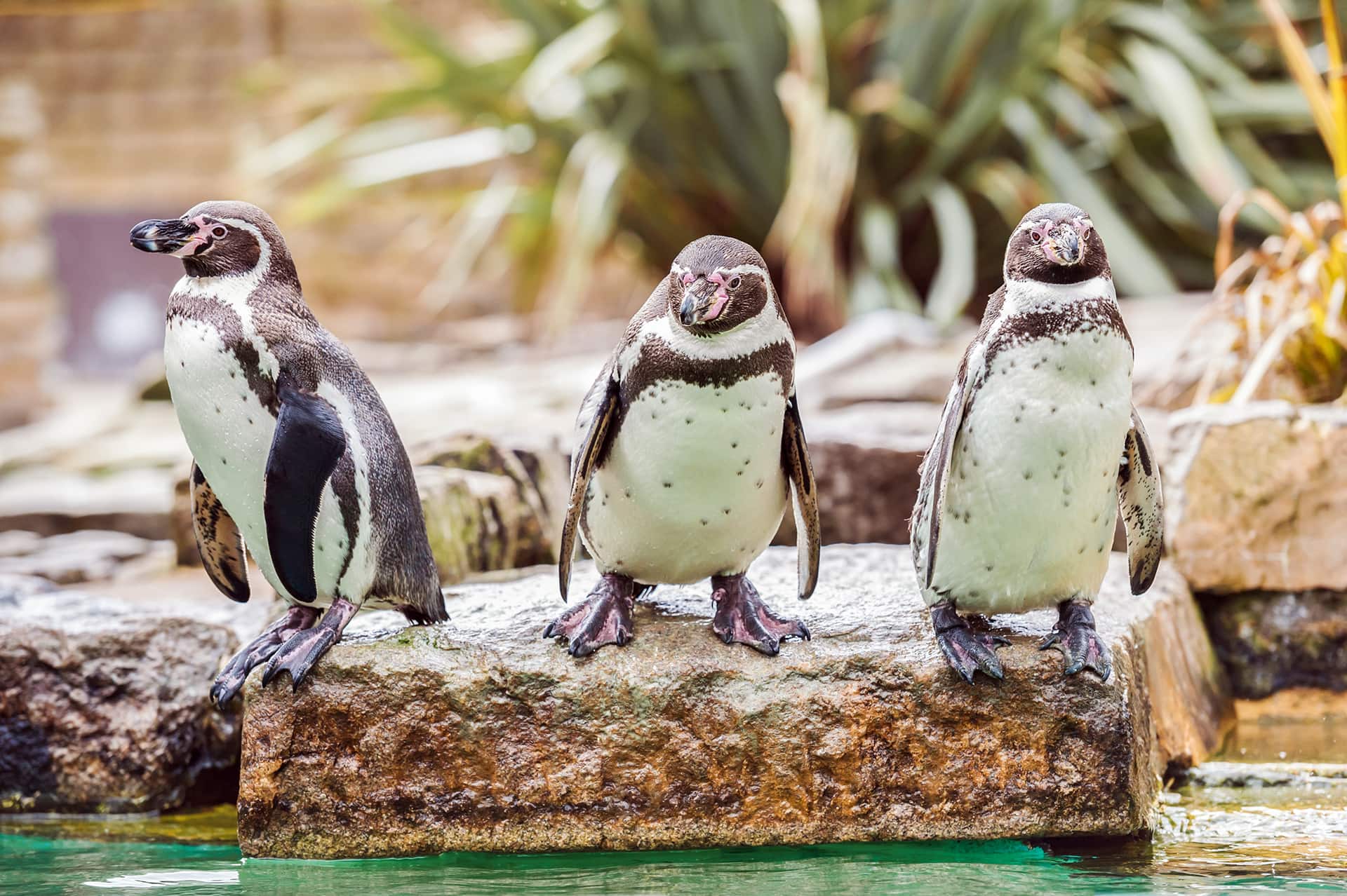 Penguins in Al Ain Zoo