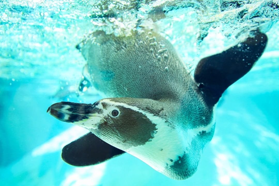 Al Ain Zoo Humbolt Penguin