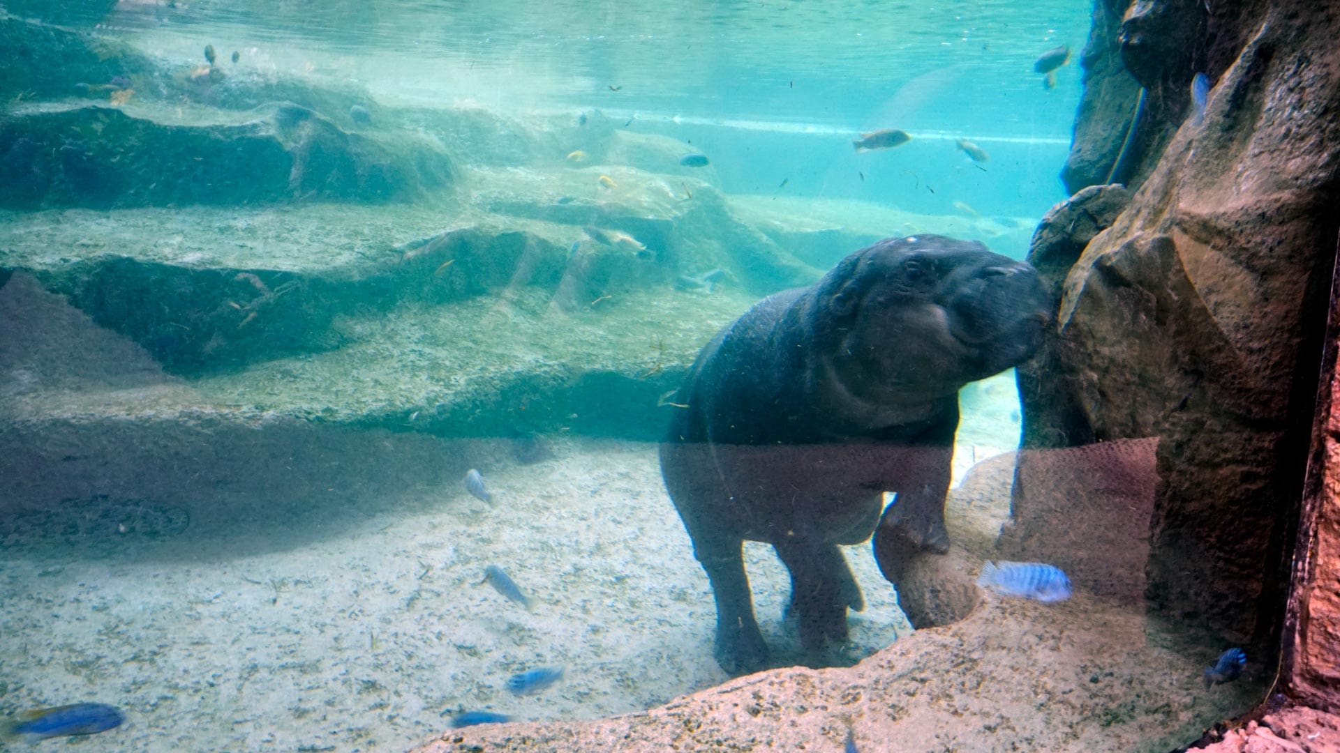Loro Parque Zoo Pygmy Hippopotamus