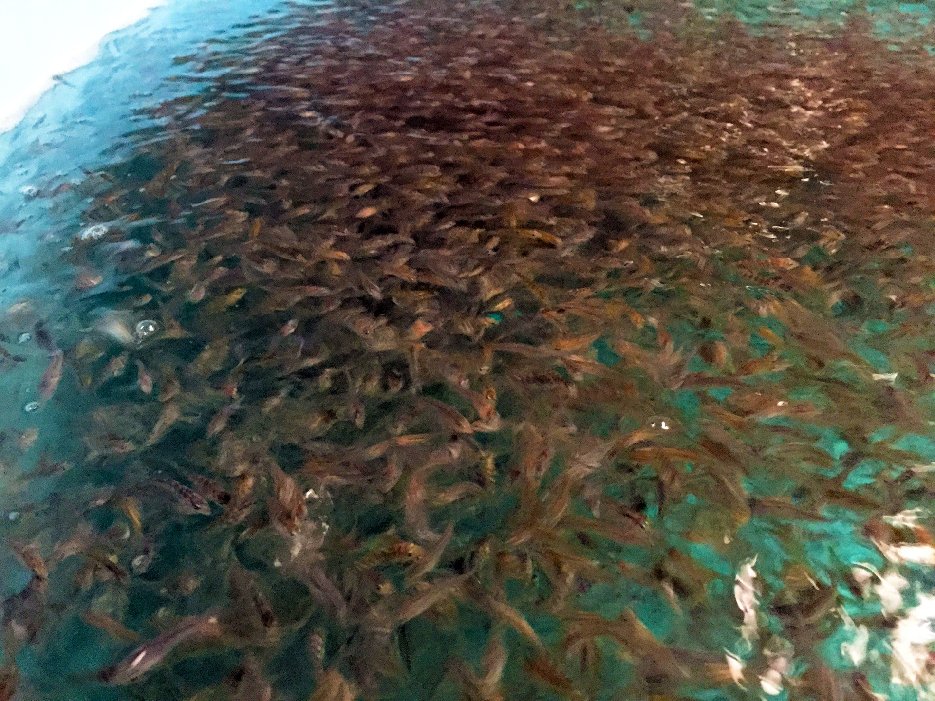 SAGRO Aquaculture