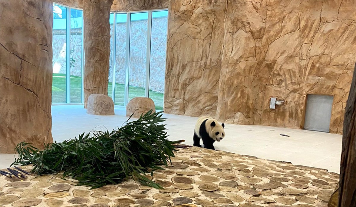 2 Giant Pandas in the Desert | Panda House, Al Khor, Qatar